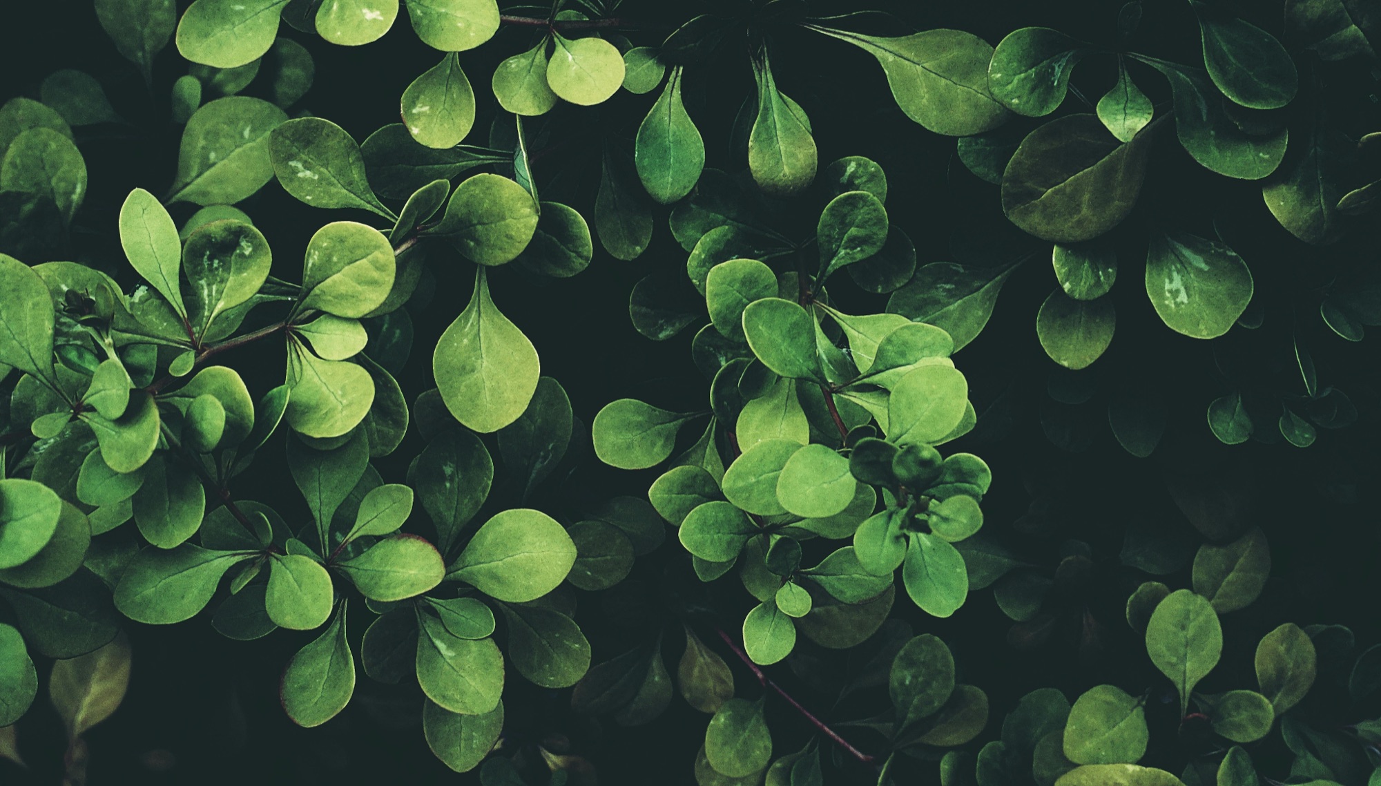 Green leaves